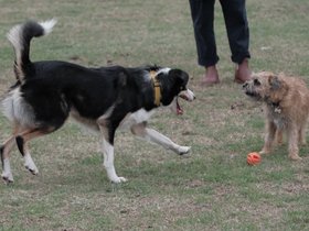 2023-01-08 Lucy sticking her tongue out at Louie.jpg